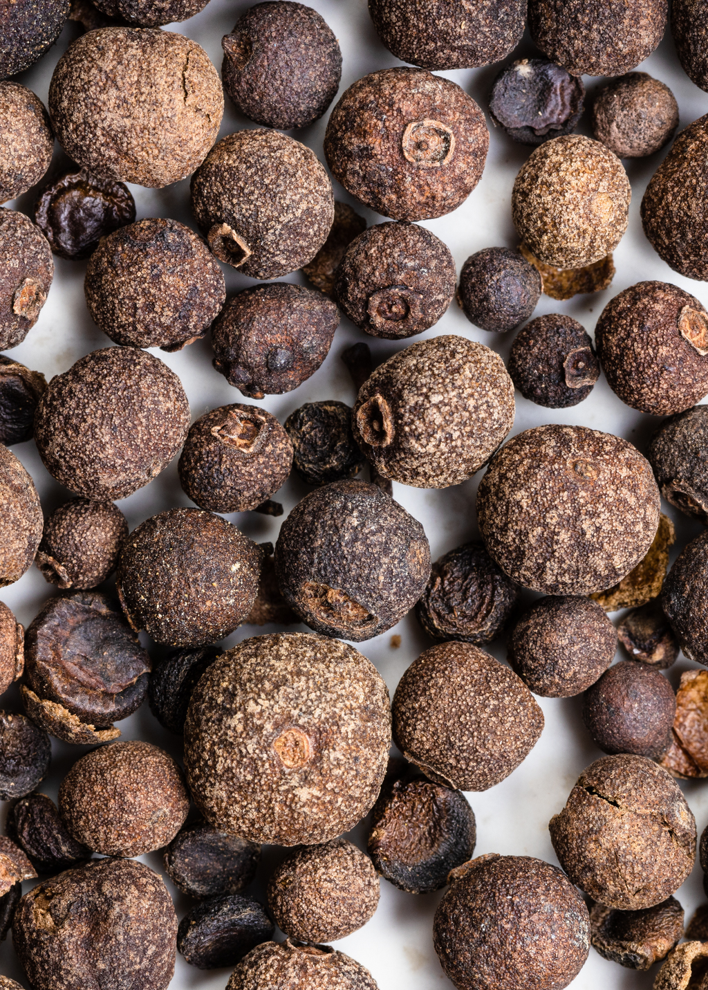Allspice Tree — Pimenta dioica