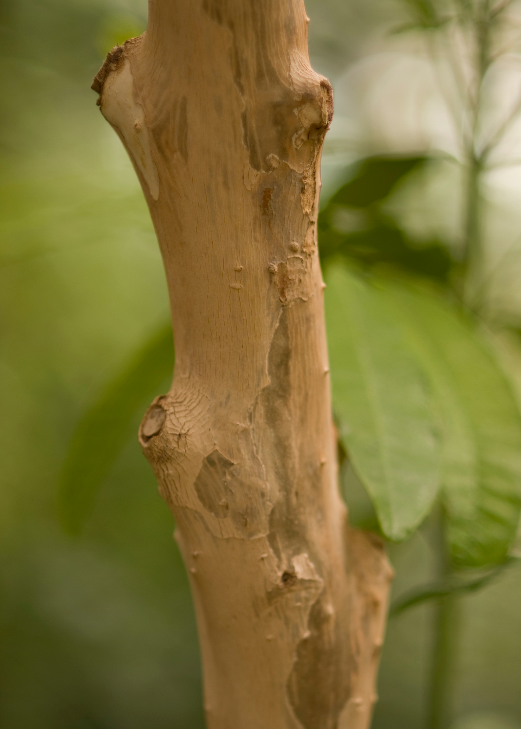 Allspice Tree — Pimenta dioica