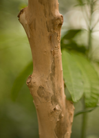 Allspice Tree — Pimenta dioica