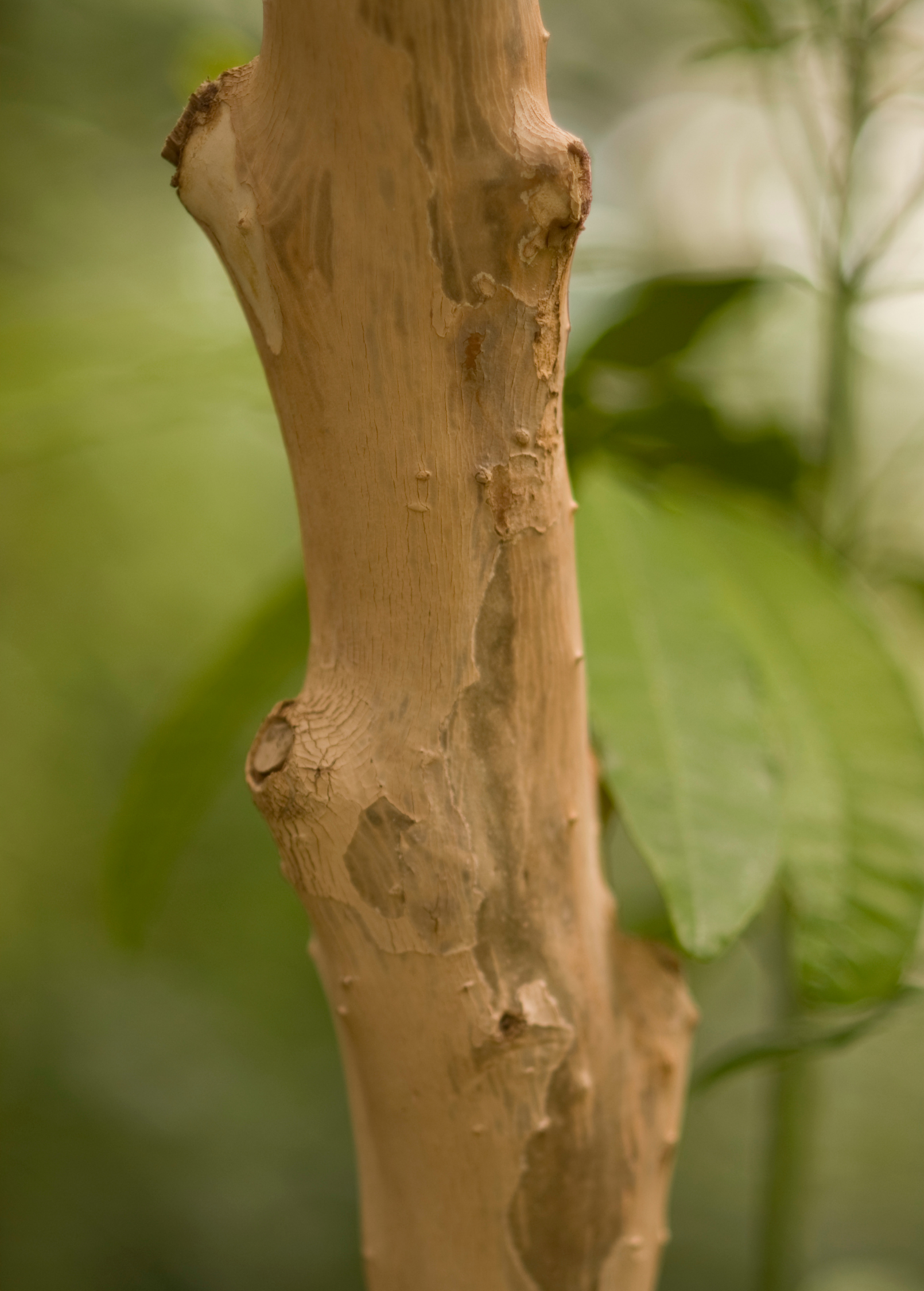 Allspice Tree — Pimenta dioica