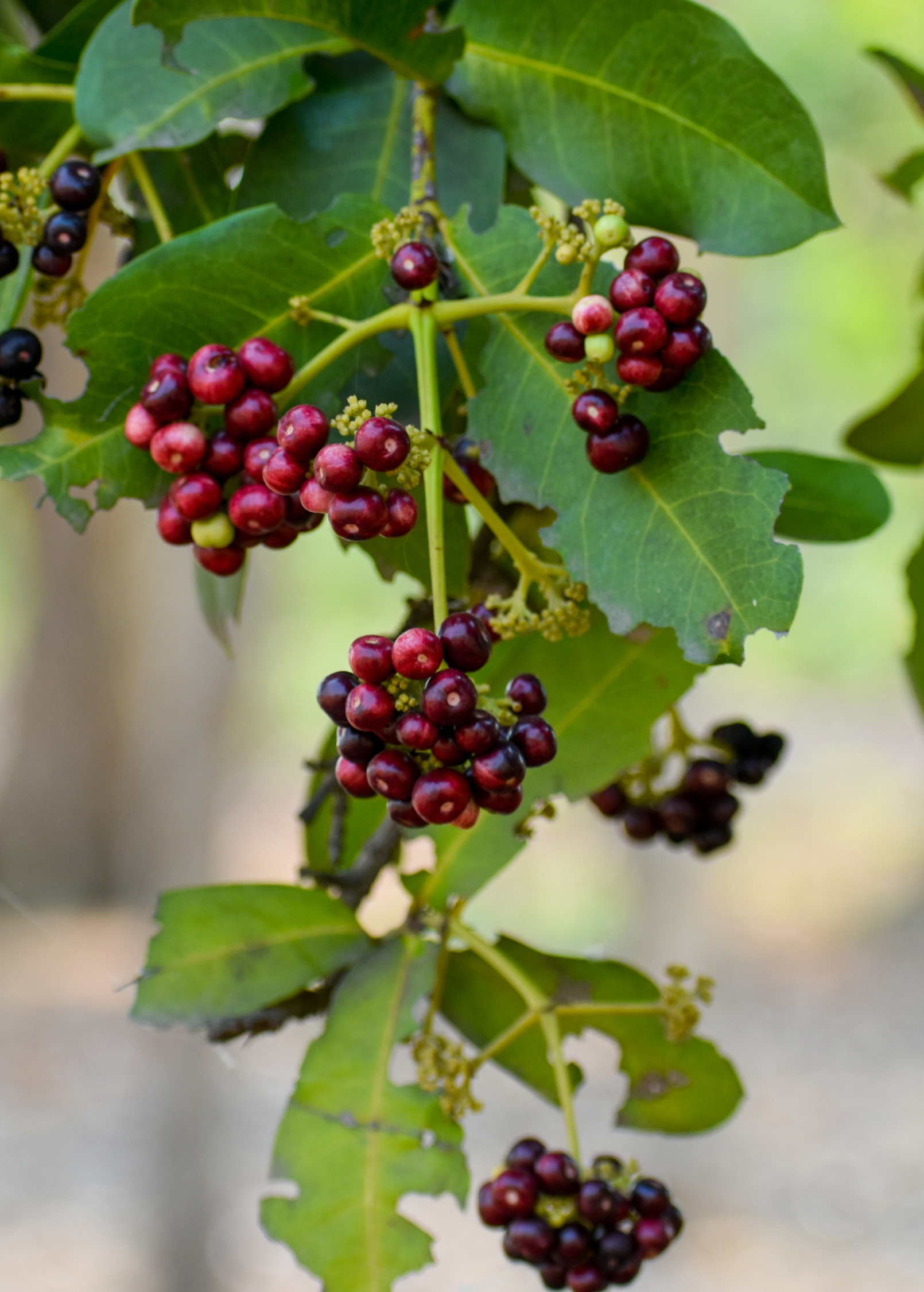 Allspice Tree — Pimenta dioica