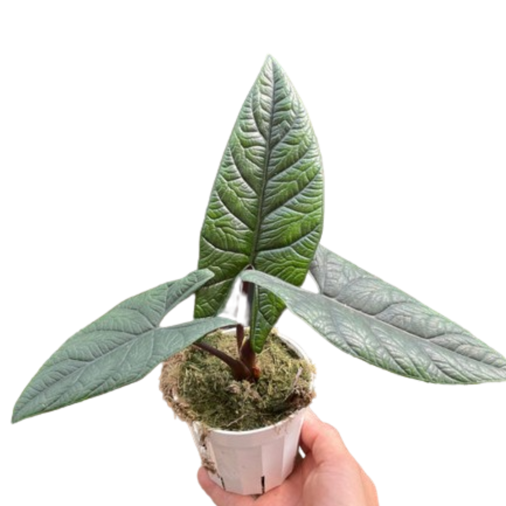 Alocasia Scalprum — Textured Jewel Alocasia live plant