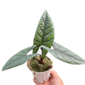 Alocasia Scalprum — Textured Jewel Alocasia