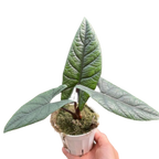Alocasia Scalprum — Textured Jewel Alocasia live plant