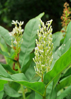 Greater Galangal — Alpinia galanga Plant