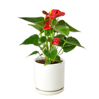 Red Anthurium — Flowering Houseplant live plant