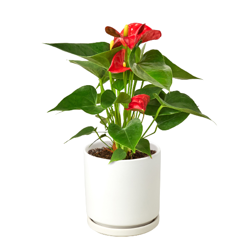 Red Anthurium — Flowering Houseplant live plant