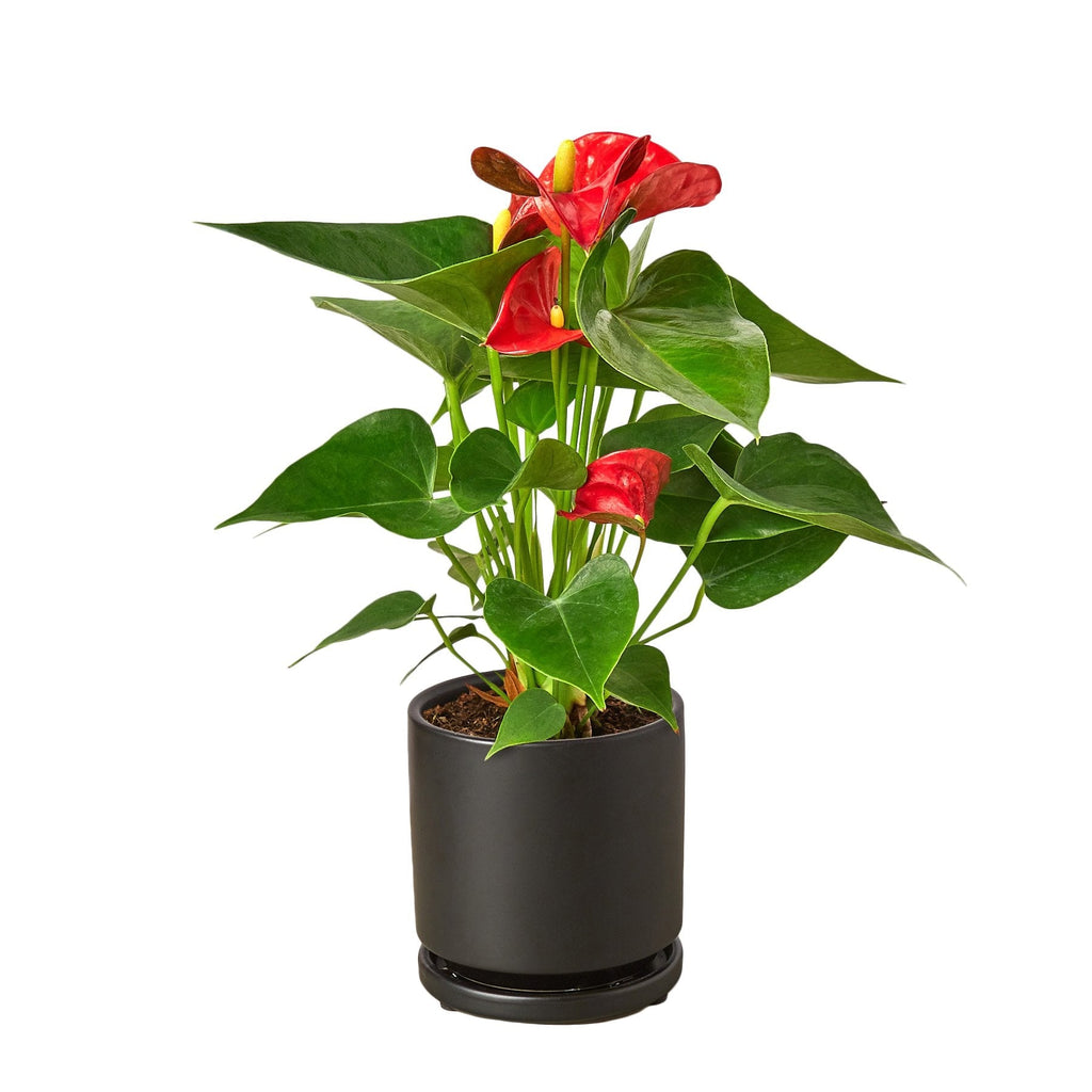 Red Anthurium — Flowering Houseplant live plant