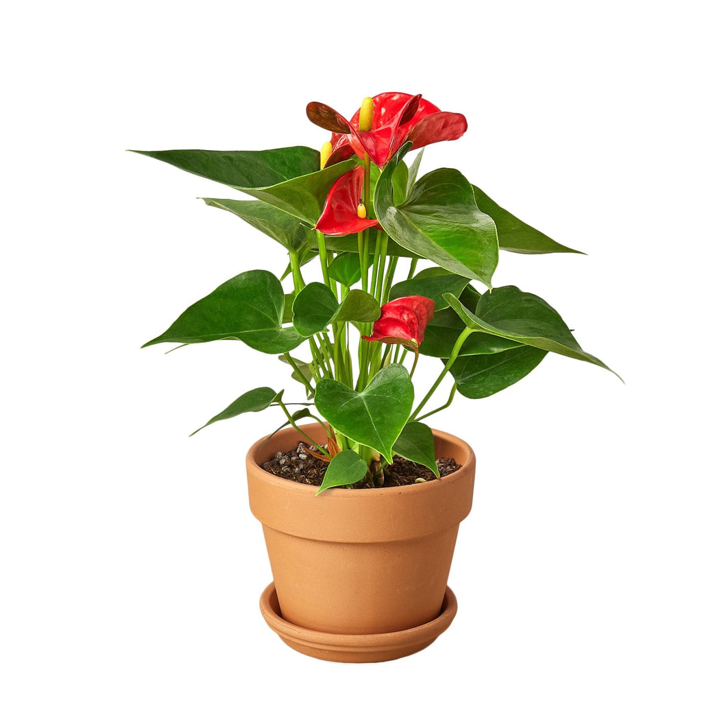 Red Anthurium — Flowering Houseplant live plant