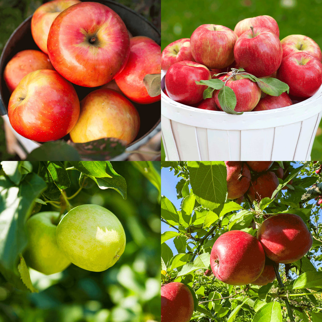 Apple Orchard live fruit plant