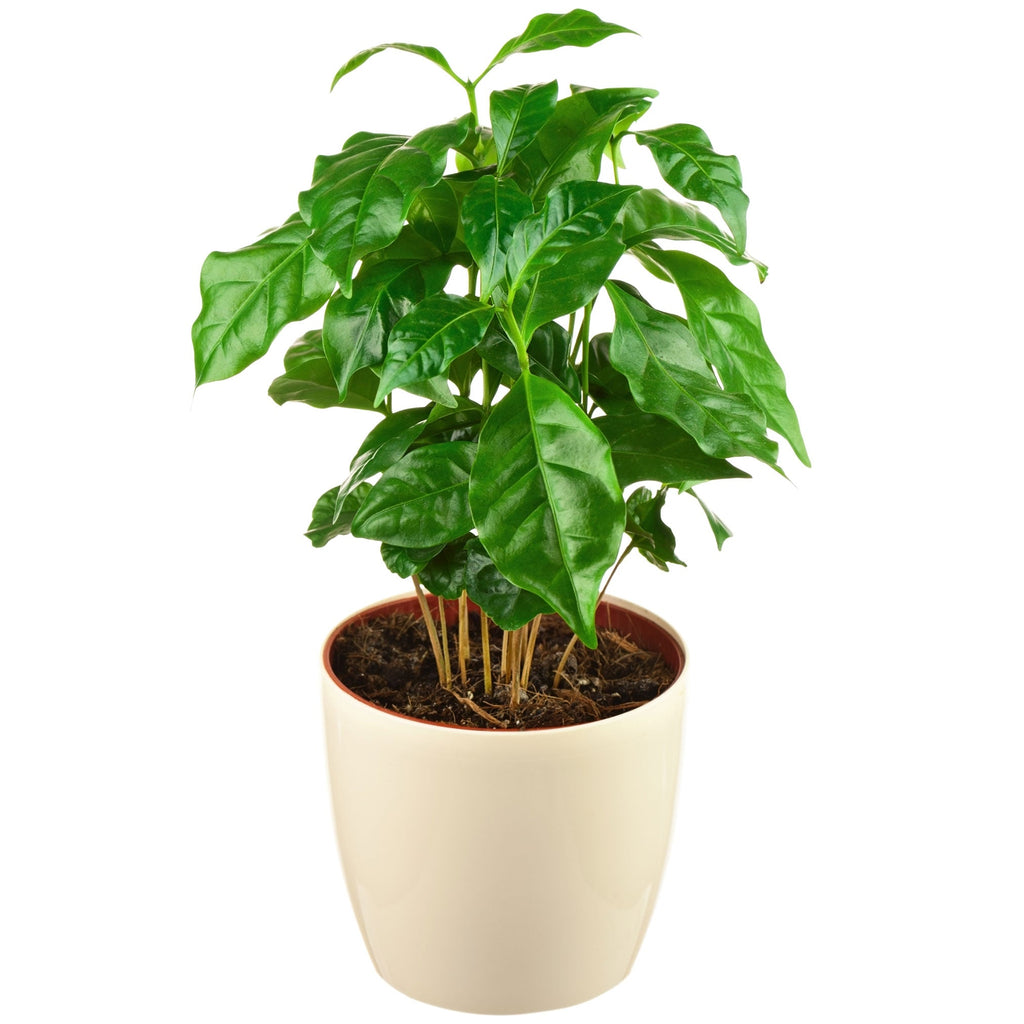 Arabica Coffee Plant live fruit plant
