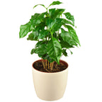 Arabica Coffee Plant live fruit plant