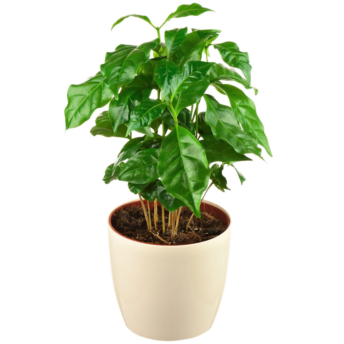 Arabica Coffee Plant live fruit plant