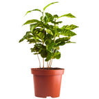 Arabica Coffee Plant live fruit plant