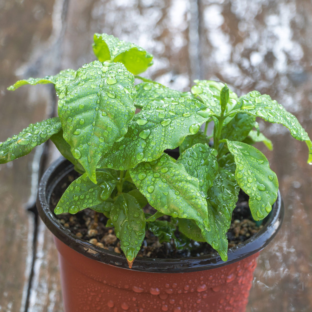 Arabica Coffee Plant live fruit plant
