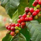 Arabica Coffee Plant live fruit plant