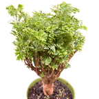 Aralia Ming Gold Mini Bonsai
