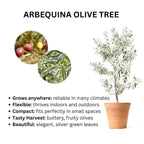 Arbequina Olive Tree — Self-Pollinating Patio Olive live plant