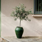 Arbequina Olive Tree — Self-Pollinating Patio Olive live plant