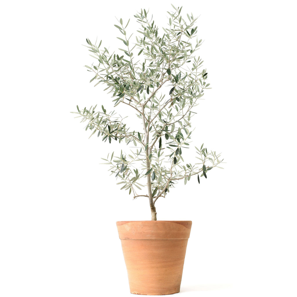 Arbequina Olive Tree — Self-Pollinating Patio Olive live plant