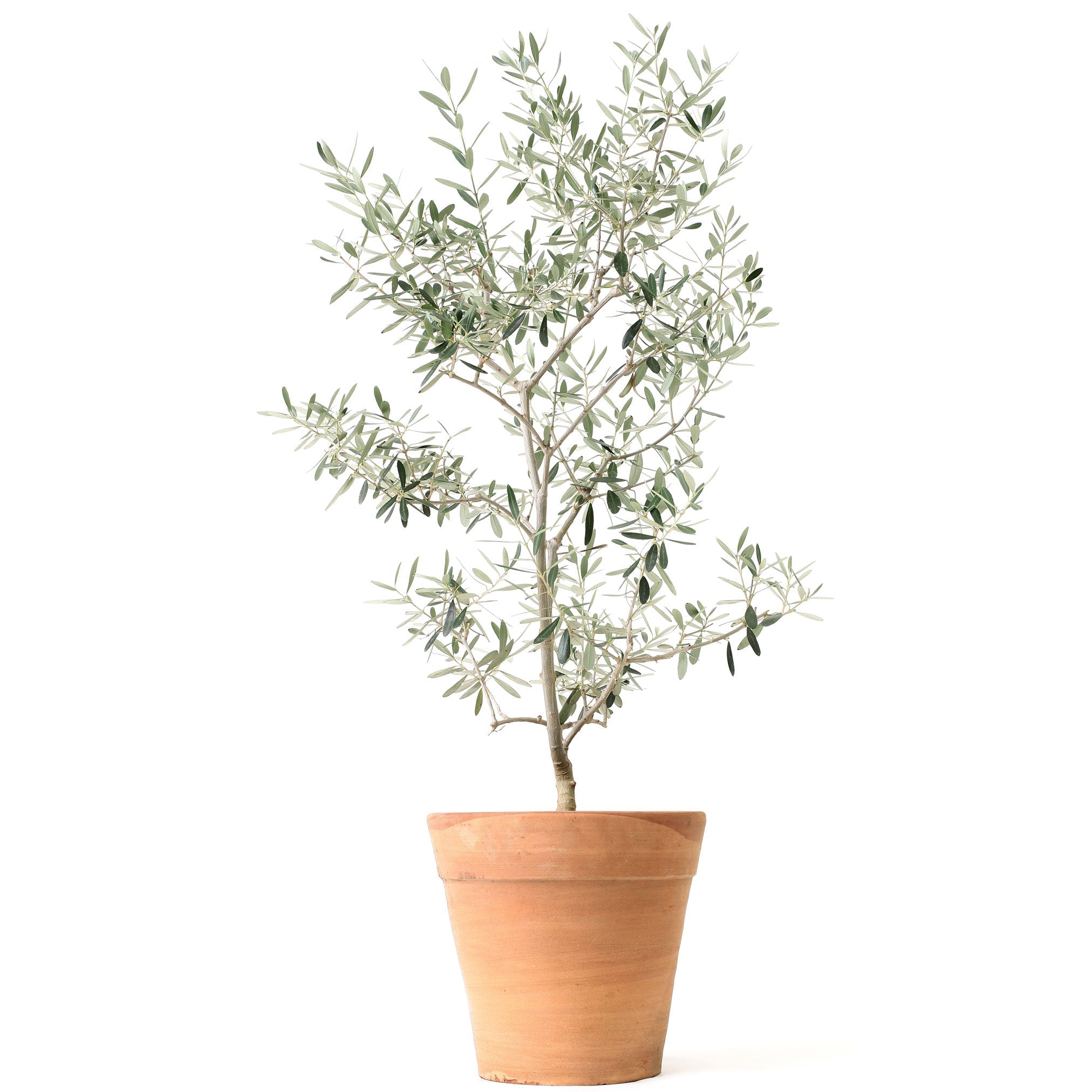 Arbequina Olive Tree — Self-Pollinating Patio Olive live plant