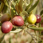Arbequina Olive Tree — Self-Pollinating Patio Olive live plant