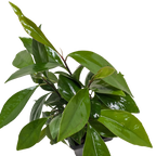 Ardisia 'Red'