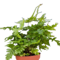 Autumn Fern — 4-Inch Pot