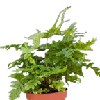 'Autumn' Fern - 4" Pot - NURSERY POT ONLY