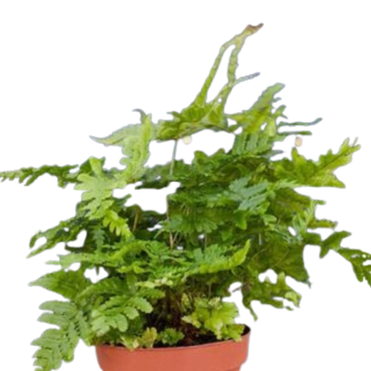 Autumn Fern — 4-Inch Pot