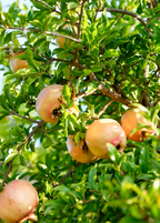 Azadi Pomegranate Tree
