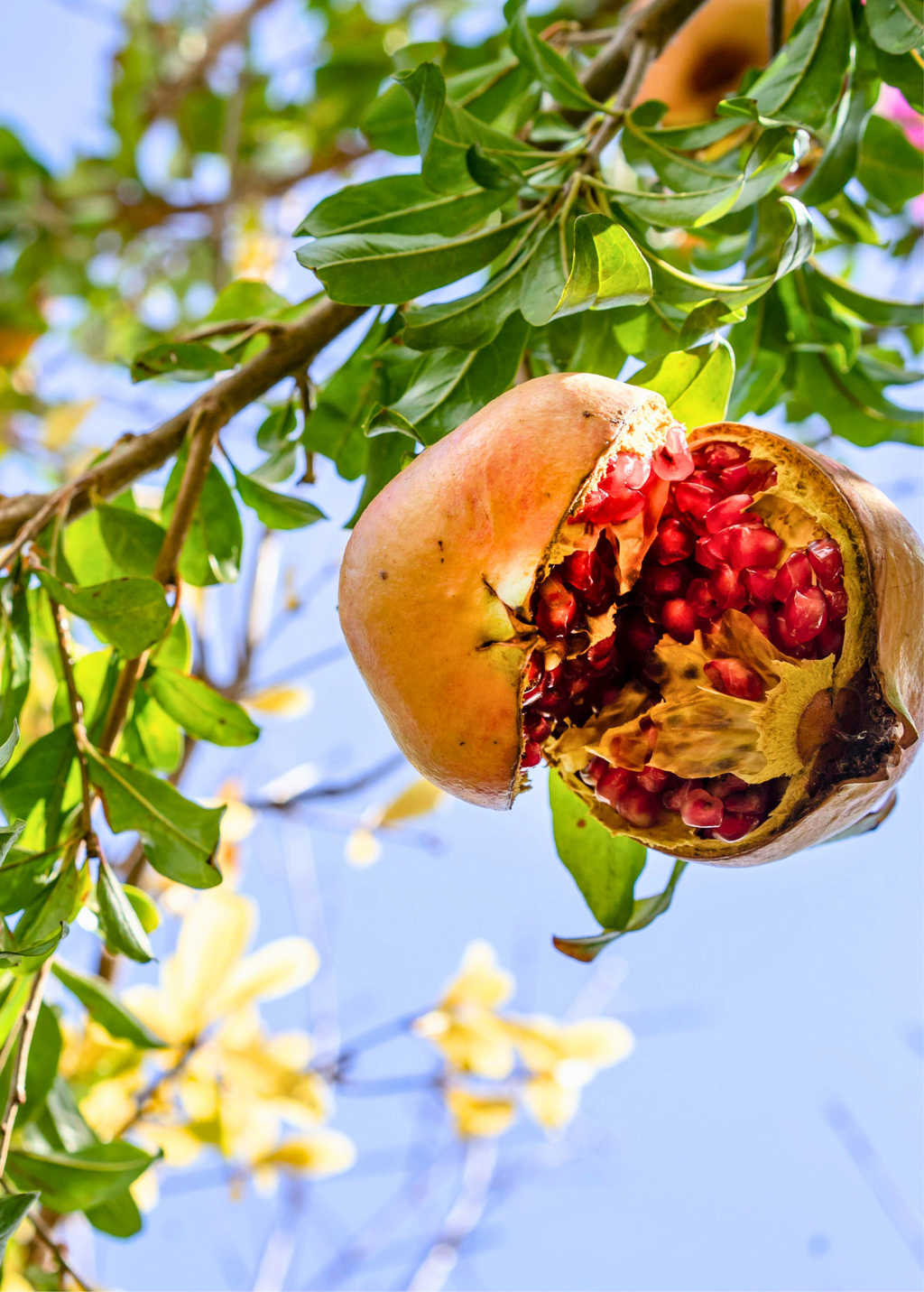 Azadi Pomegranate Tree
