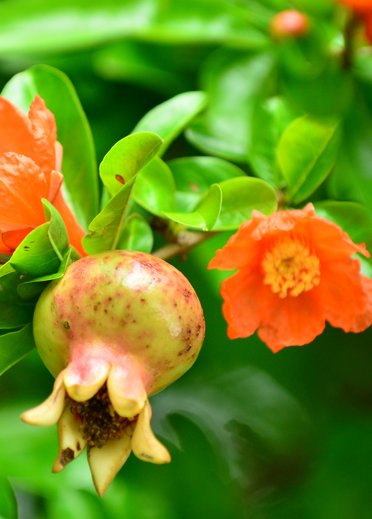 Azadi Pomegranate Tree