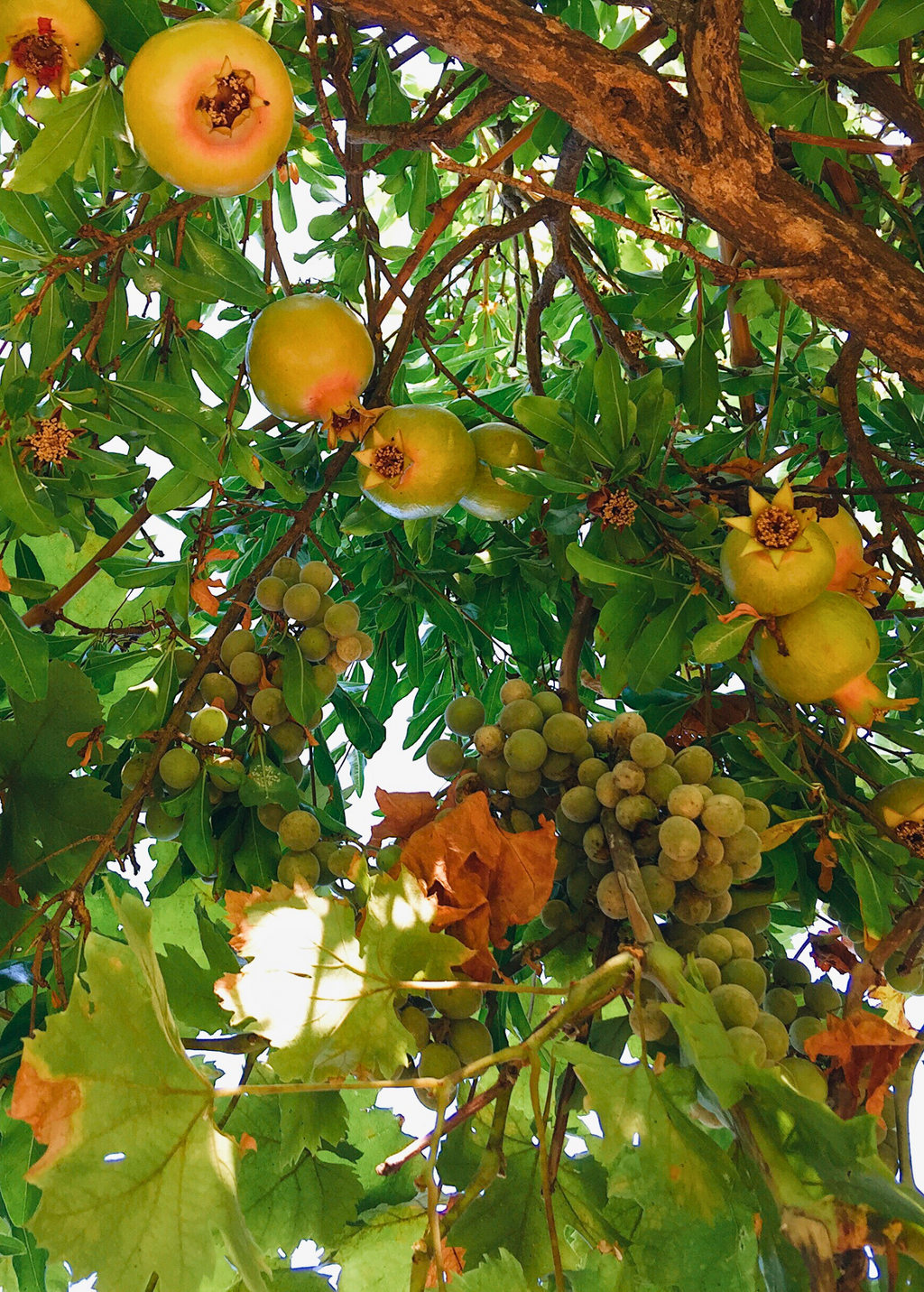 Azadi Pomegranate Tree