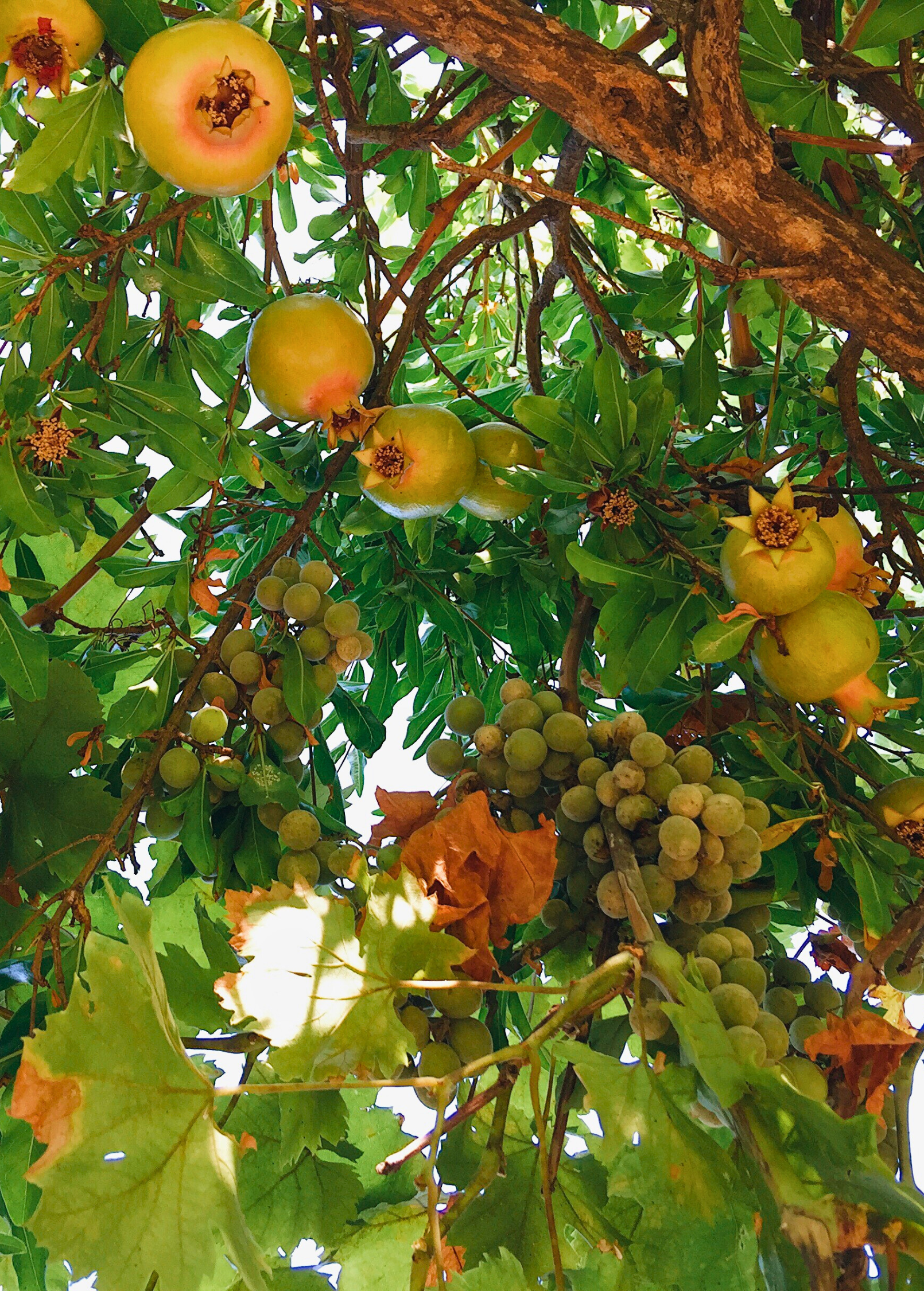 Azadi Pomegranate Tree