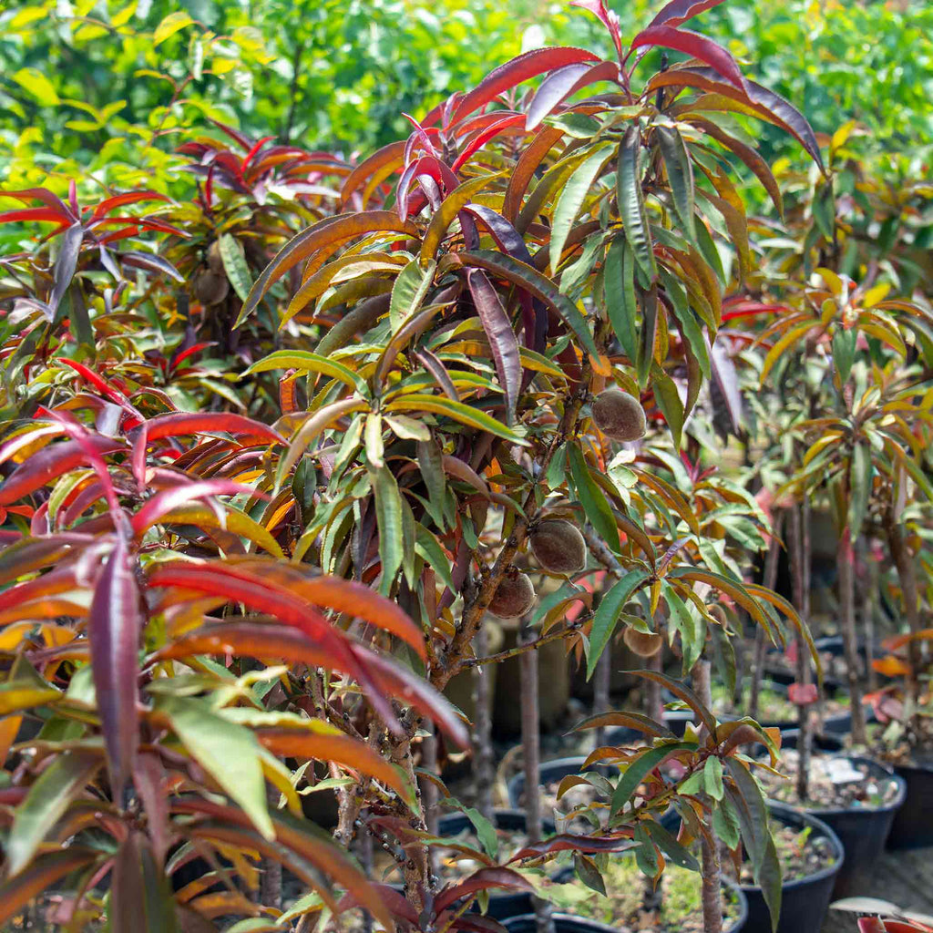 Bonfire Patio Peach live fruit plant