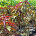Bonfire Patio Peach live fruit plant