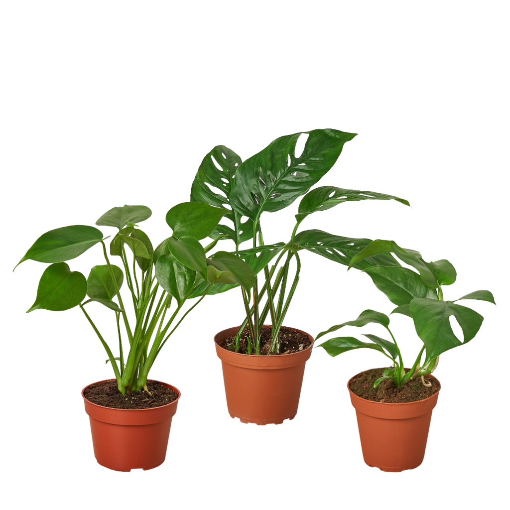 Monstera Collection — Two Live Plants live plant