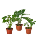 Monstera Collection — Two Live Plants
