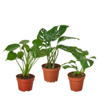 Monstera Collection — Two Live Plants live plant