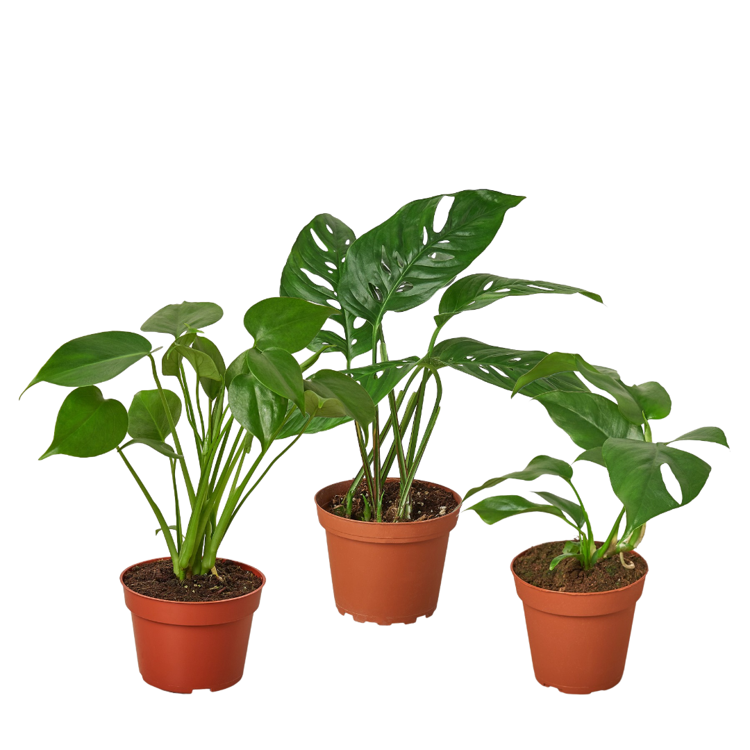 Monstera Collection — Two Live Plants live plant
