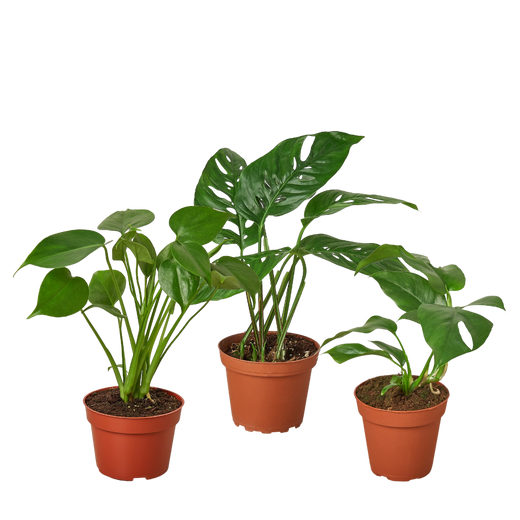 Monstera Collection — Two Live Plants