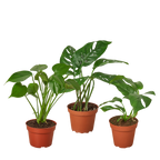 Monstera Collection — Two Live Plants live plant