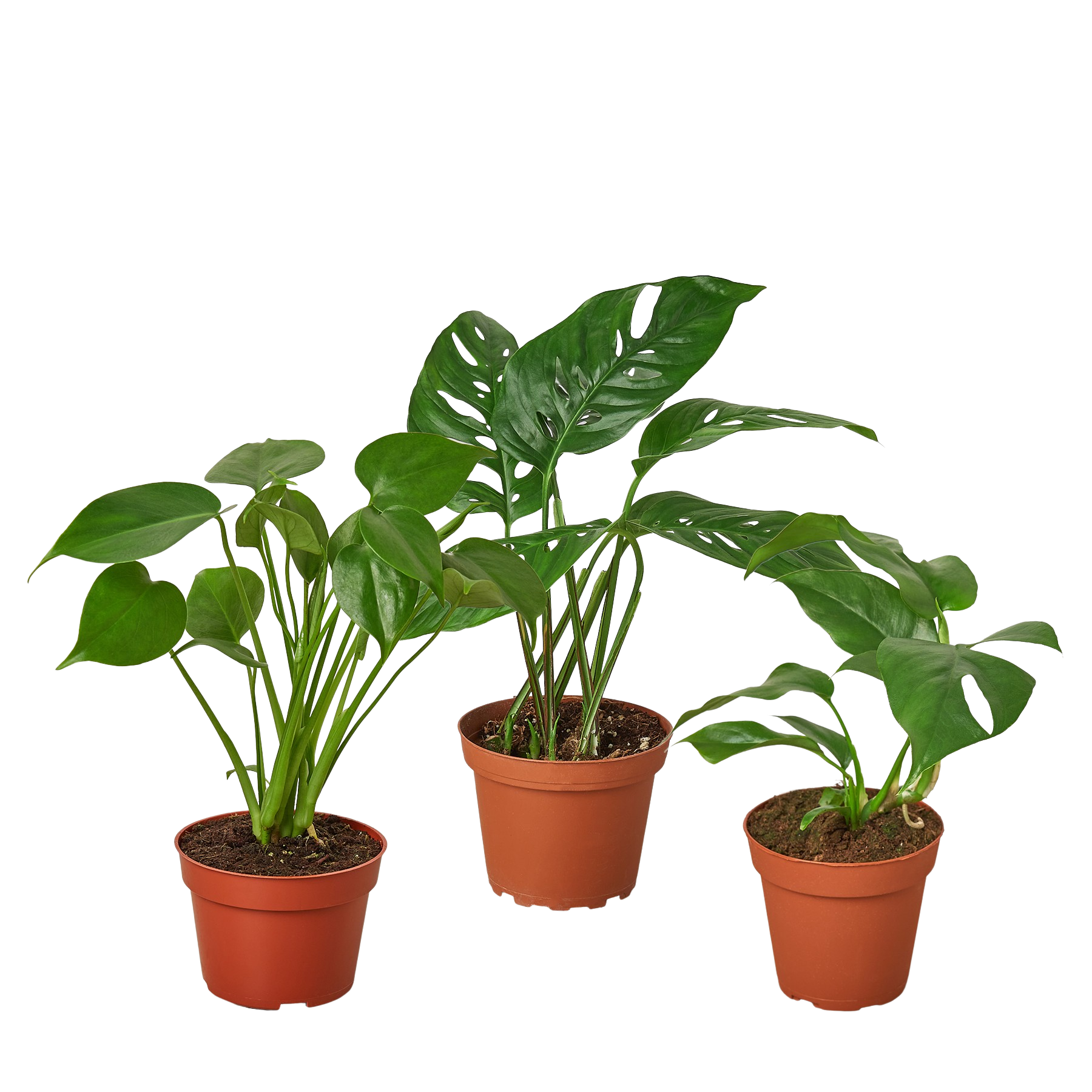 Monstera Collection — Two Live Plants live plant