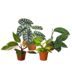 Rare Plant Bundle