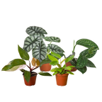 Rare Plant Bundle
