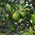 Persian Bearss Lime Tree — Seedless Patio Citrus