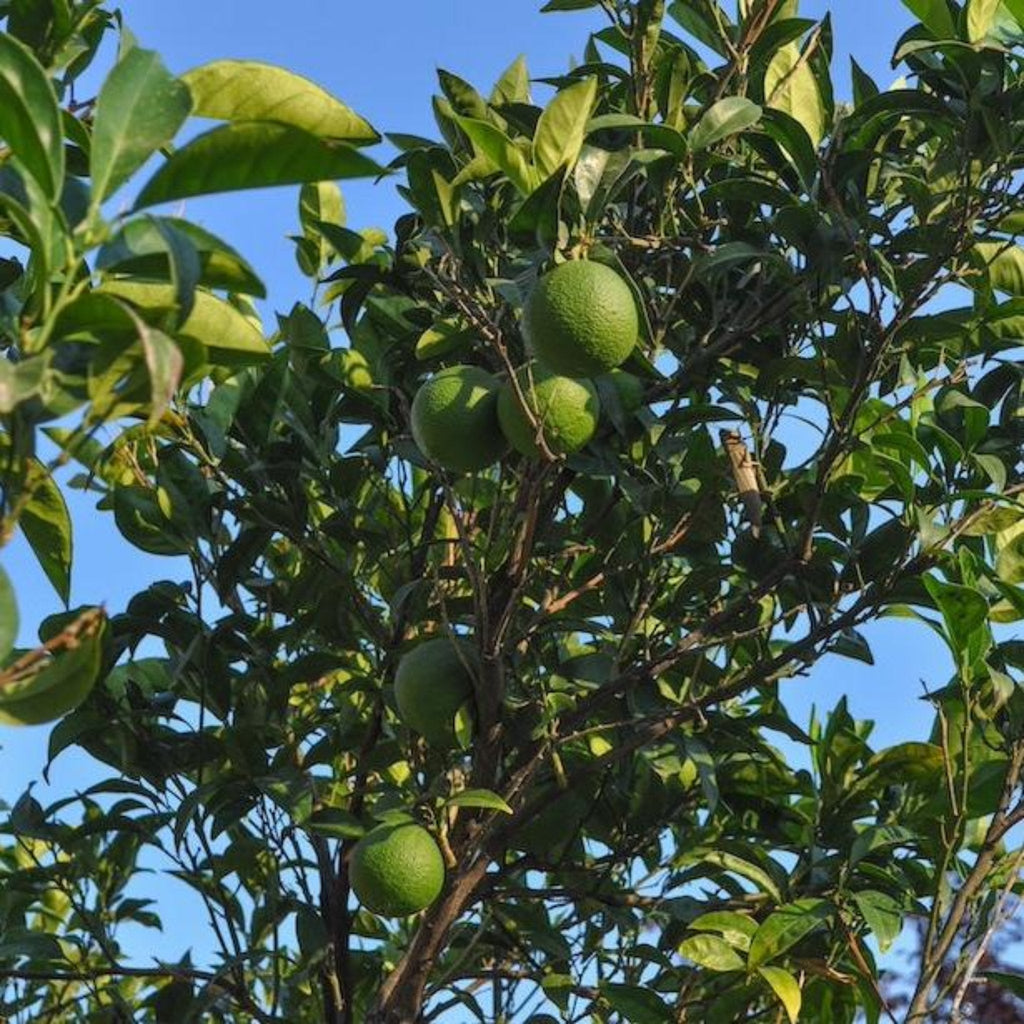 Persian Bearss Lime Tree — Seedless Patio Citrus live plant