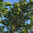 Persian Bearss Lime Tree — Seedless Patio Citrus live plant