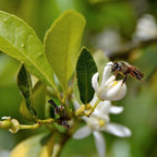 Persian Bearss Lime Tree — Seedless Patio Citrus live plant